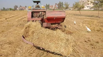 أسعار الأرز الشعير في مصر الأحد 2-11-2025 لعريض ورفيع الحبة